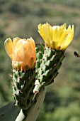 OPUNTIA FICUS INDICA