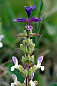 SALVIA VIRIDIS HORMINUM