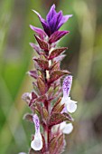 SALVIA VIRIDIS HORMINUM