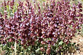 SALVIA MULTICAULIS SIMPLICIFOLIA