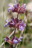 SALVIA MULTICAULIS SIMPLICIFOLIA