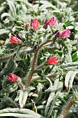 ECHIUM ANGUSTIFOLIUM