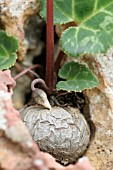 CYCLAMEN PERSICUM