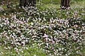 CYCLAMEN PERSICUM