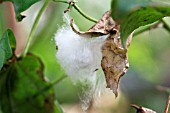 GOSSYPIUM BARBADENSE MENOUFI 5