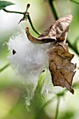 GOSSYPIUM BARBADENSE MENOUFI 5