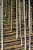 PINUS