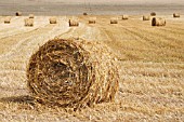 HAY BALES IN FIELD