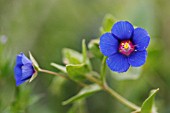 ANAGALLIS ARVENSIS