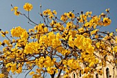 TABEBUIA CHRYSOTRICHA IN FLOWER