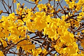 TABEBUIA CHRYSOTRICHA IN FLOWER