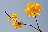 TABEBUIA CHRYSOTRICHA