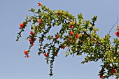 PUNICA GRANATUM, LEBANON