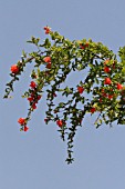 PUNICA GRANATUM, LEBANON