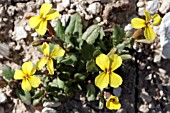 MALCOLMIA EXACOIDES, LEBANON