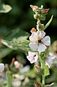 ALTHAEA OFFICINALIS