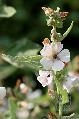 ALTHAEA_OFFICINALIS