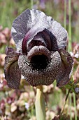 IRIS CEDRETII, LEBANON