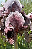 IRIS CEDRETII, LEBANON