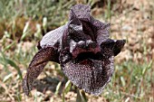 IRIS CEDRETII, LEBANON