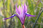 IRIS SISYRINCHIUM