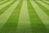 STRIPED LAWN