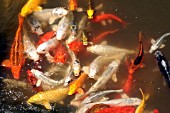 KOI CARP IN STREAM