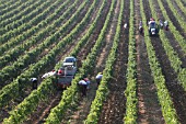 HARVESTING GRAPES IN CHIANTI REGION; TUSCANY