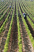 HARVESTING GRAPES IN CHIANTI REGION; TUSCANY