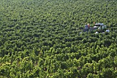 HARVESTING GRAPES IN CHIANTI REGION; TUSCANY