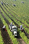 HARVESTING GRAPES IN CHIANTI REGION, TUSCANY