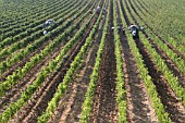 HARVESTING GRAPES IN CHIANTI REGION; TUSCANY