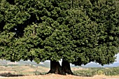 TWIN QUERCUS ILEX (GREEN OAK) , TUSCANY