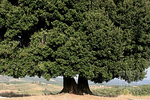 TWIN_QUERCUS_ILEX_GREEN_OAK__TUSCANY