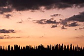 ROW OF CYPRESS TREES IN SUNSET, TUSCANY