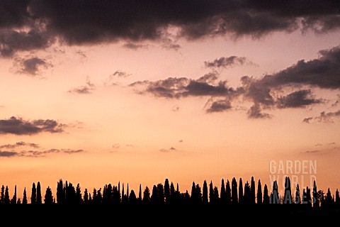 ROW_OF_CYPRESS_TREES_IN_SUNSET_TUSCANY