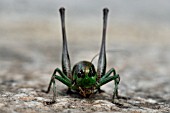 CRICKET