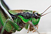 HEAD OF CRICKET