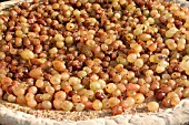 GRAPES DRYING OUTDOOR IN THE SUN