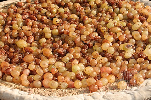 GRAPES_DRYING_OUTDOOR_IN_THE_SUN