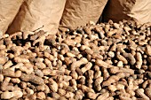 ARACHIS HYPOGAEA, PEANUTS FOR SALE