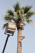 PRUNING PALM TREES