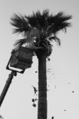 PRUNING PALM TREES