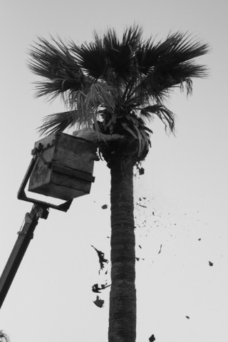 PRUNING_PALM_TREES