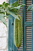 LUFFA AEGYPTIACA, LEBANON