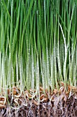 WHEAT GRASS