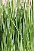 WHEAT GRASS