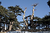 GROUP OF SCULPTED DEAD CEDAR TREES IN CEDARS FOREST, LEBANON