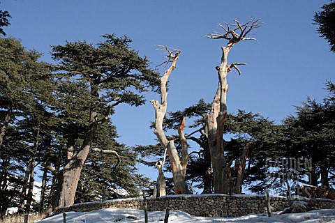 GROUP_OF_SCULPTED_DEAD_CEDAR_TREES_IN_CEDARS_FOREST_LEBANON