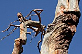 SCULPTED DEAD CEDAR TREE IN CEDARS FOREST, LEBANON